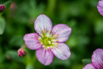 Mossy saxifrage -white and pink flowers - rock plant 