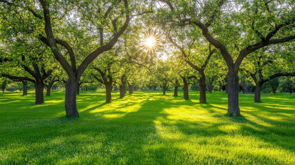 Lush green trees with sunlight filtering through, creating serene atmosphere