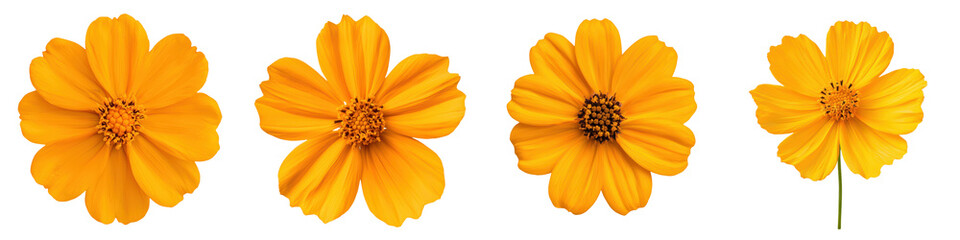 Closeup view of beautiful yellow flowers with delicate petals and stamens surrounded by a natural peaceful environment
