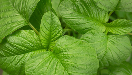 Fresh Green Amaranth Leaves Close-Up - Organic Spinach Alternative