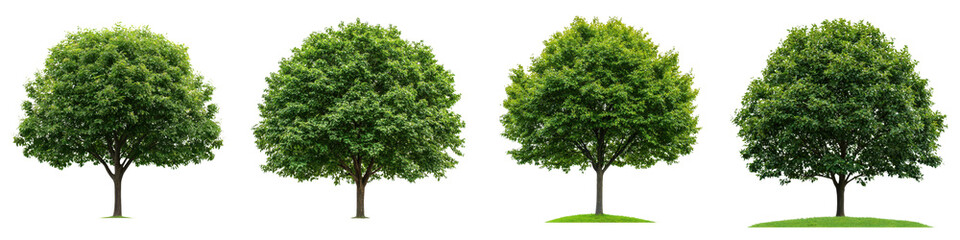 Obraz premium Thick thriving trees with vibrant green foliage in an idyllic serene natural setting