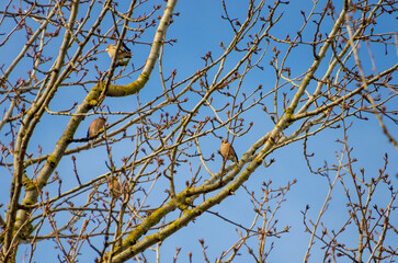 A flock of small birds, Hawfinch  (Coccothraustes) resting peacefully on budding branches in springtime. Birds perched, calm mood, telephoto shot, eye-level angle, springtime tree, tranquil nature 