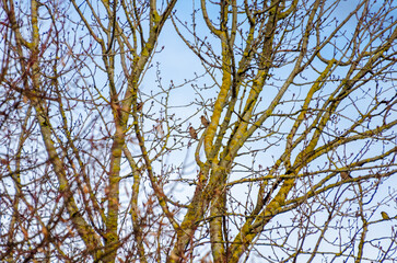 A flock of small birds, Hawfinch  (Coccothraustes) resting peacefully on budding branches in springtime. Birds perched, calm mood, telephoto shot, eye-level angle, springtime tree, tranquil nature 