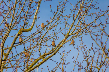 A flock of small birds, Hawfinch  (Coccothraustes) resting peacefully on budding branches in springtime. Birds perched, calm mood, telephoto shot, eye-level angle, springtime tree, tranquil nature 