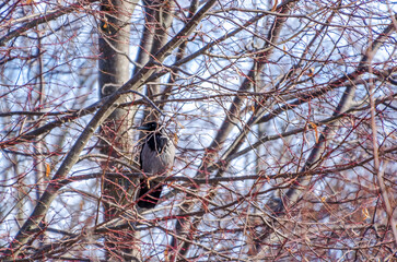 A solitary crow perched among twisted branches bathed in golden sunlight glow. Calm crow resting, serene mood, telephoto shot, elevated position, natural setting, peaceful solitude concept.