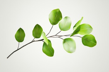 Obraz premium Green Leaf Branch Isolated on White Background for Natural Decoration