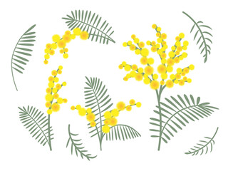 Set of mimosa flowers, leaves. Yellow spring flowers, mimosa branch. Vector illustration isolated on white background.