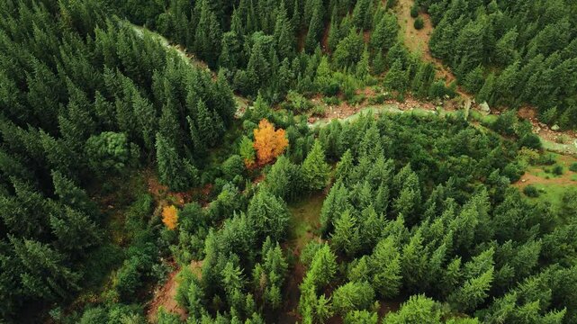 A stunning aerial view of Ain Drahem&rsquo;s lush green forest, with a striking orange tree adding autumn contrast.