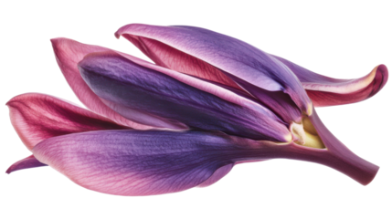 "A banana blossom with a deep purple exterior and a yellowish interior, isolated on a transparent background. The flower is held upright, showing off its elongated shape and the texture of the petals.