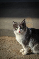 the cute look of a domestic cat in Yerevan Armenia