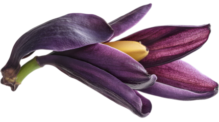 "A banana blossom with a deep purple exterior and a yellowish interior, isolated on a transparent background. The flower is held upright, showing off its elongated shape and the texture of the petals.