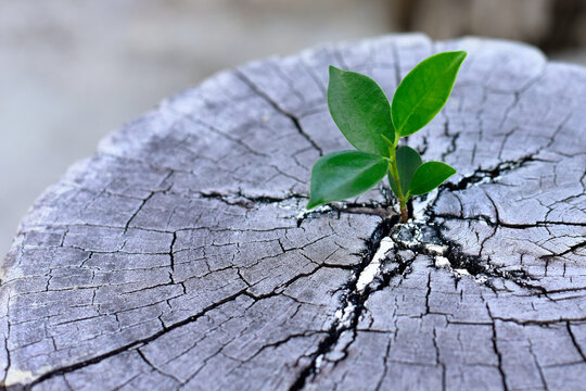 Young plants try to regenerate on dead stump. Recovery, Concept requires resilience, adaptability, and patience. embracing change, and taking consistent steps forward.