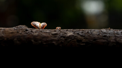 Macro Shot of Fungi Growing on a Fallen Tree with Dramatic Lighting © Siva