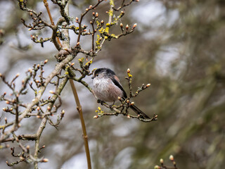 Long Tailed Tit Perched on a Branch