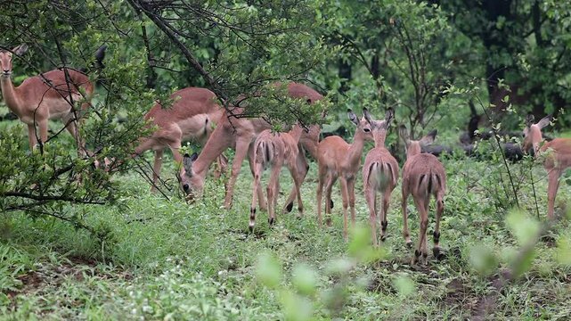 Group of impala fawns join adults in wet, green bushveld forest
