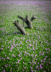 a pond full of blossom purple flowers