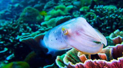 Cuttlefish, Sepia sp., Reef Building Corals, Coral Reef, Lembeh, North Sulawesi, Indonesia, Asia