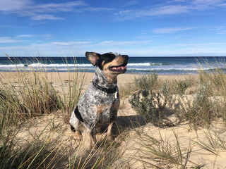 Happy dog on a beach. Sniffin' the sea breeze! A happy dog pauses for a rest in the sun, sheltered...