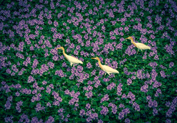 cattle egret walking on water plant with purple flowers