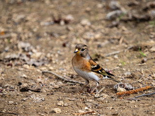 Brambling Feeding on the Ground