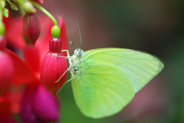 Delicate Green Butterfly on Vibrant Blooming Red and Pink Flowers
