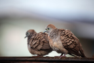 Two small brown birds perched closely on a rustic wooden surface