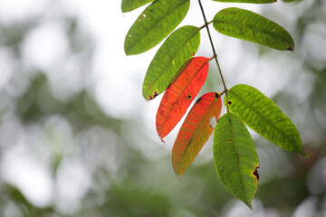 Colorful Leaves Changing During Autumn Season with Blurry Background