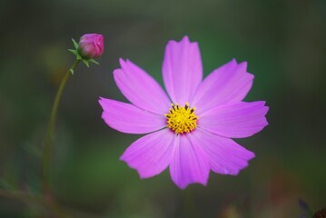 Obraz premium コスモスの花