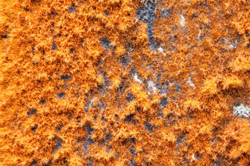 Vibrant Close-Up of Orange and Blue Moss on Rock Surface