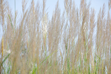 Fototapeta premium Elegant Tall Grass with Delicate Blades in Soft Natural Light