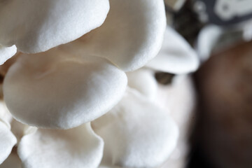 Close-Up View of Delicate White Mushroom Details and Texture