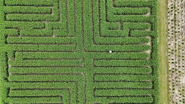 Aerial view of a beautiful maize corn maze in a green agricultural field, Swannanoa, North Canterbury, New Zealand.