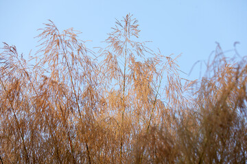 Delicate Golden Reeds Against a Clear Blue Sky in Natural Setting