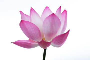 Beautiful Pink Lotus Flower with Delicate Petals Against White Background
