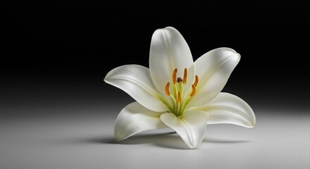 Obraz premium Elegant white lily, a symbol of peace.