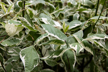 Siberian dogwood shrub. White ivory halo turf plant. Background from herbal leaves. Garden shrub euonymus. Natural headpiece made of carved leaves. Back picture for writing text.