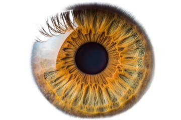 Close up of eye iris macro isolated on transparent background