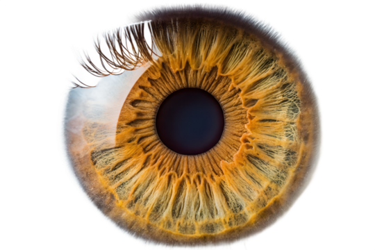 Close up of eye iris macro isolated on transparent background