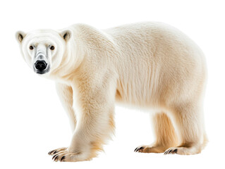 Isolated White Polar Bear