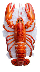 Freshly Cooked Lobster on Ice Perfect for Seafood Dishes
