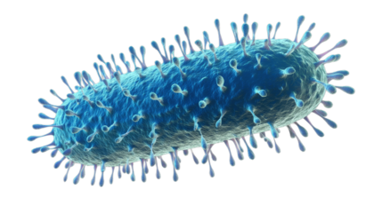 Bacteriums external structures, microscopic view