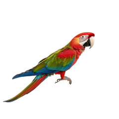 Fototapeta premium Vibrant Colorful Parrot with Stunning Plumage and Charismatic Stance