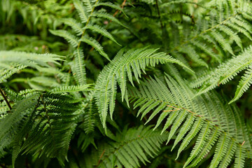 Green fern plants grow in forest, dark natural background. Beautiful wild plants leaves texture. fern - symbol of Litha, Ligo night. sacred plant of wicca, Slavic folklore mythology