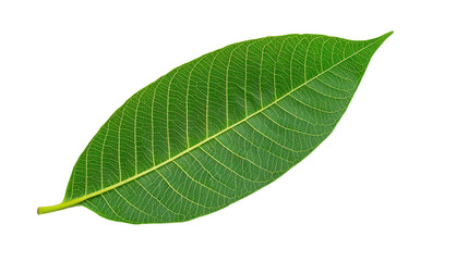 Obraz premium Green Leaf with Detailed Veins Isolated on Transparent Background