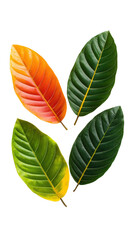 Obraz premium Colorful Monstera Leaves Display on a White Background