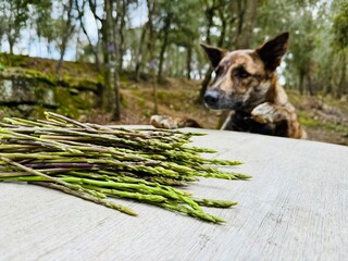 Curious dog checking fresh wild asparagus harvest on the table.