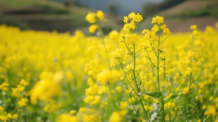 Obraz premium Vibrant Yellow Flowers in a Lush Green Field Under Clear Sky