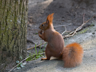 A red squirrel sitting on an alley in a city park and eating nuts.