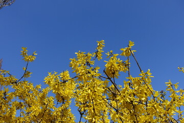 Sky and bright yellow flowers of forsythia in March