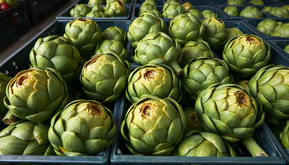 Obraz premium View of harvest of ripe green artichokes packed in plastic boxes ready for storage or delivery, 8k photorealism. isolated with white highlights